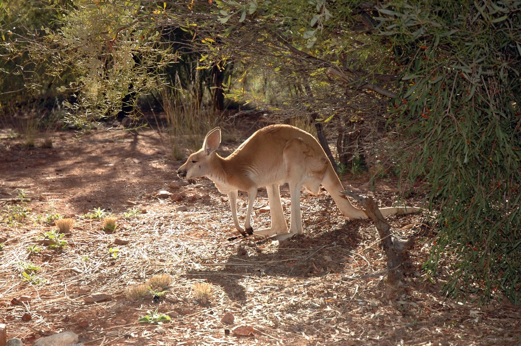 Red Kangaroo